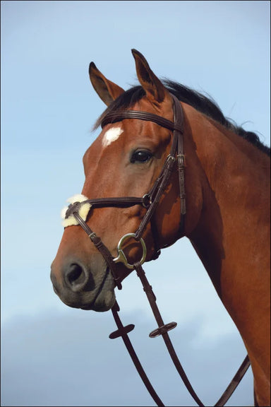 Collegiate Syntovia + Padded Raised Figure 8 Bridle - Brown