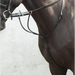 Equisential Running Martingale