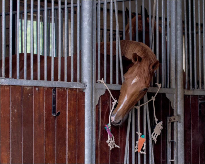Horse Toy Box Hanger Horse/Unicorn/Carrot