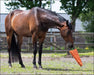 Horse Toy XL Carrot