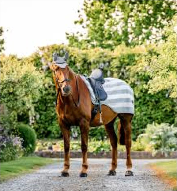Horseware Newmarket Exercise Sheet - Charcoal / Small