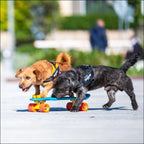 Julius K-9 IDC Power Harness - Black