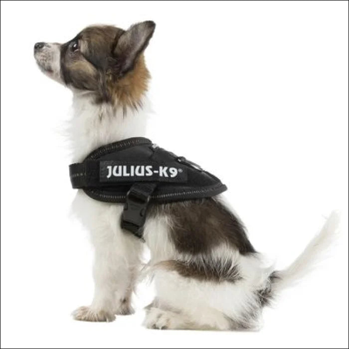 Julius K9 IDC Power Harness Durable Secure TRI Equestrian NI