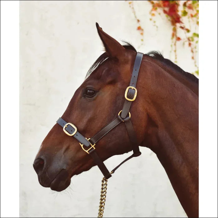 Mackey Classic Leather Headcollar