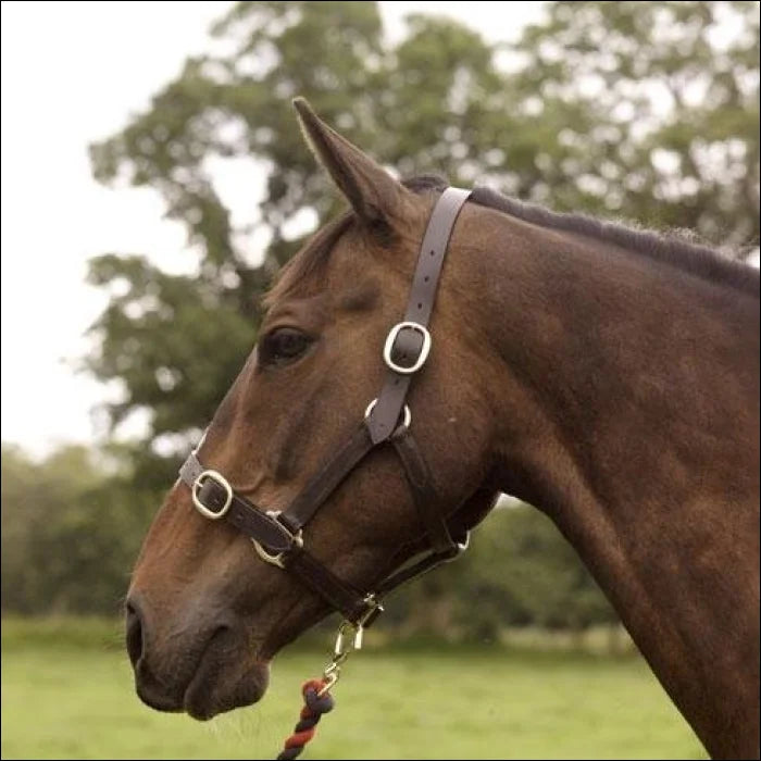 Mackey Classic Leather Headcollar