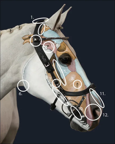 QHP Bridle Faysport