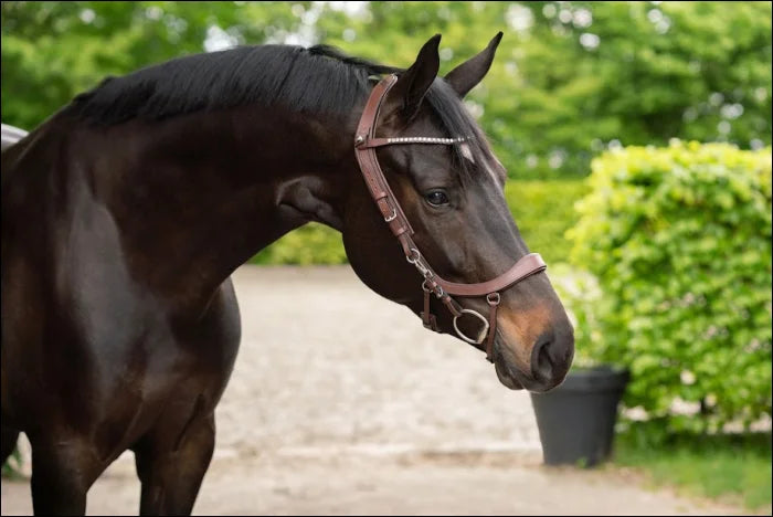 QHP Bridle Faysport