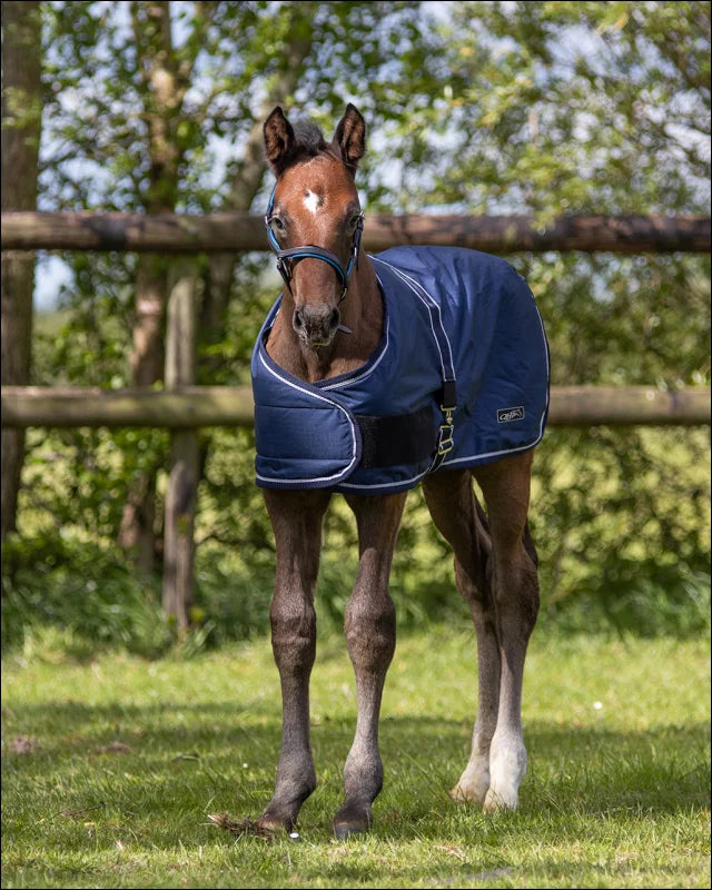 QHP Foal Turnout Rug 100gr - Navy