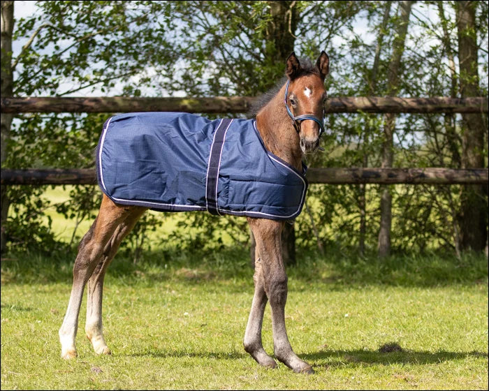 QHP Foal Turnout Rug 100gr - Navy