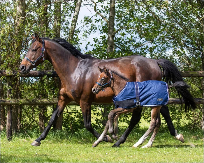 QHP Foal Turnout Rug 100gr - Navy