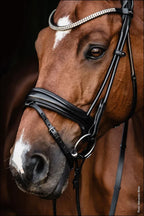 Schockemohle Bridle SP Isabell Werth Johnny Black Full