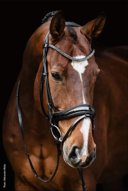 Schockemohle Bridle SP Isabell Werth Satchmo