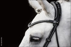 Schockemohle Bridle SP Isabell Werth Satchmo