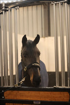 Tesoro Fleece/Nylon Headcollar Black/Gold