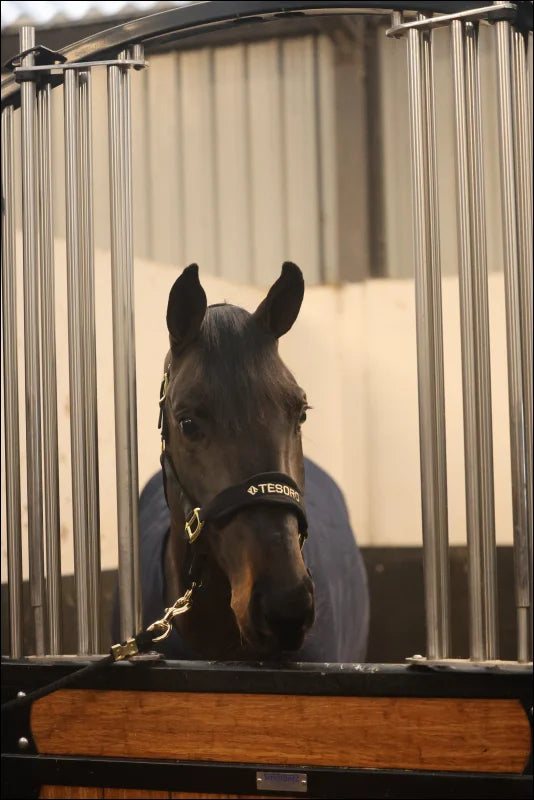 Tesoro Fleece/Nylon Headcollar Black/Gold