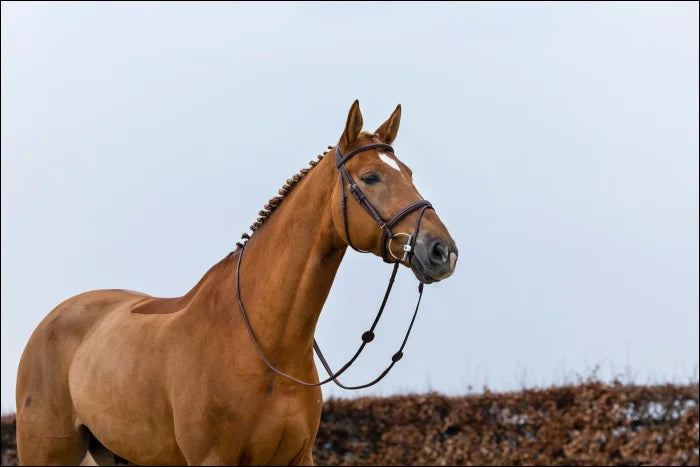 Trust Knokke Combined Noseband Classic Bridle Brown/Silver