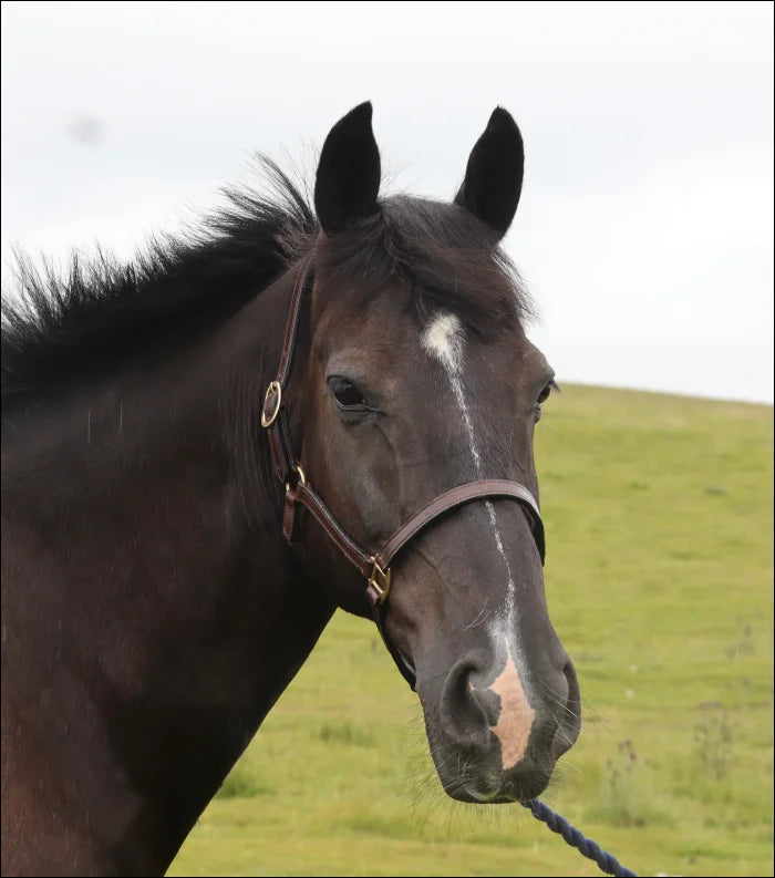Turfmasters Classic Leather Stitched Headcollar / Halter