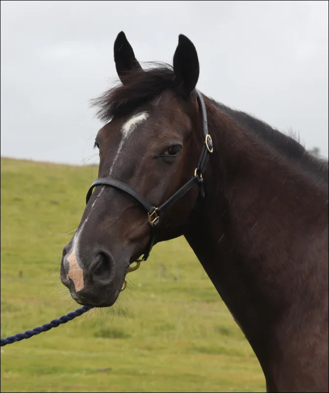 Turfmasters Classic Leather Stitched Headcollar / Halter