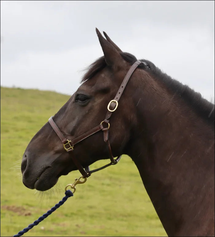 Turfmasters Classic Leather Stitched Headcollar / Halter