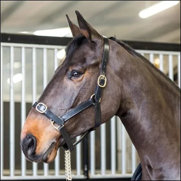 Turfmasters Leather Halter / Headcollar