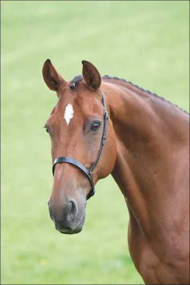 Velociti GARA Cavesson Noseband