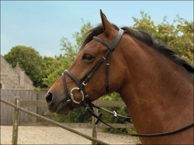 Windsor Leather Flash Bridle - Shetland / Black